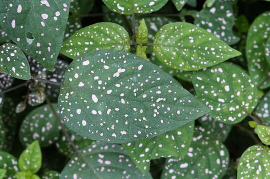 Image of polkadot-plant