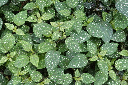 Image of polkadot-plant