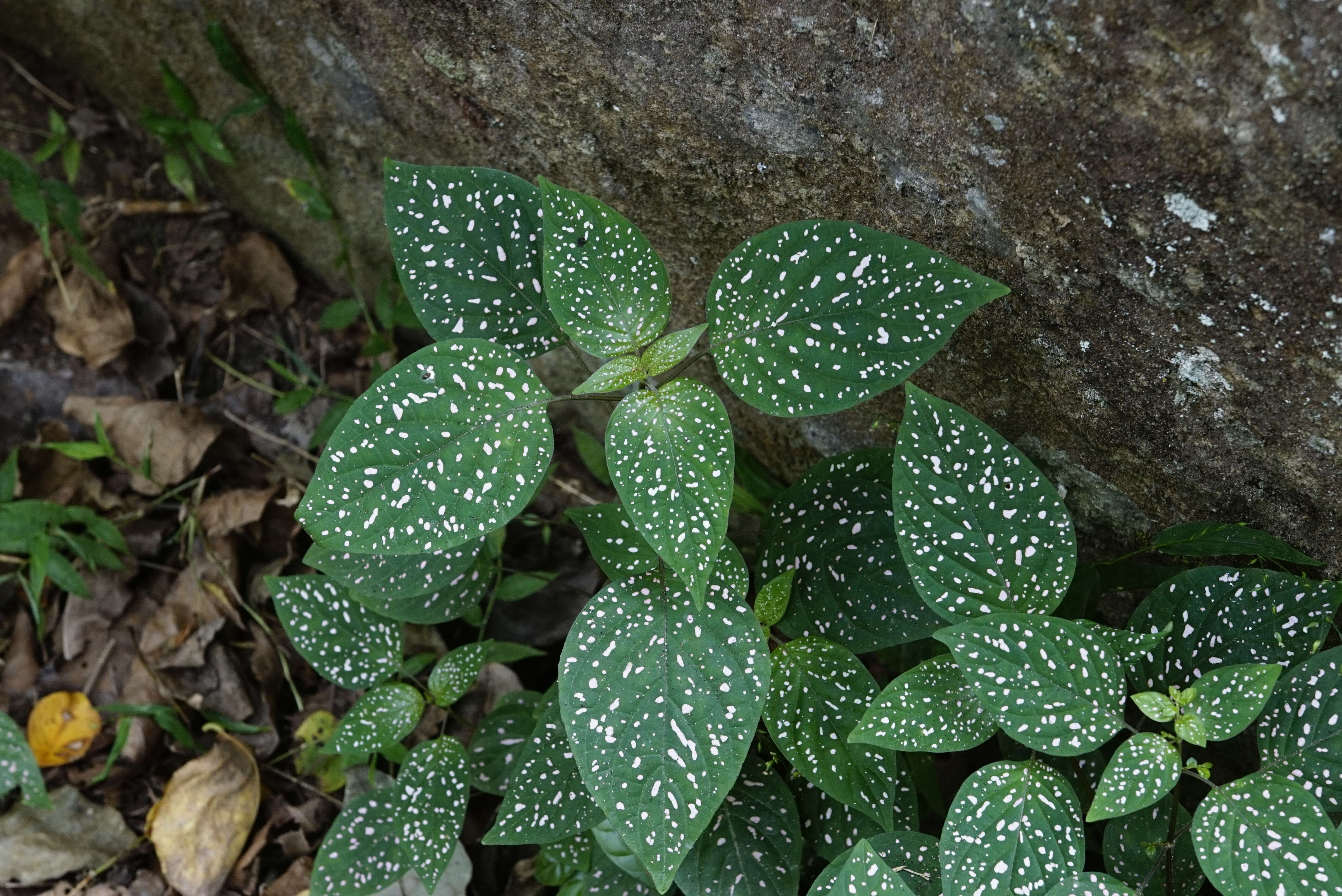 Hypoestes phyllostachya Baker resmi