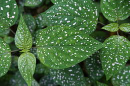 Hypoestes phyllostachya Baker resmi