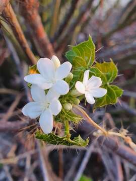 Sivun Cnidoscolus tehuacanensis Breckon kuva