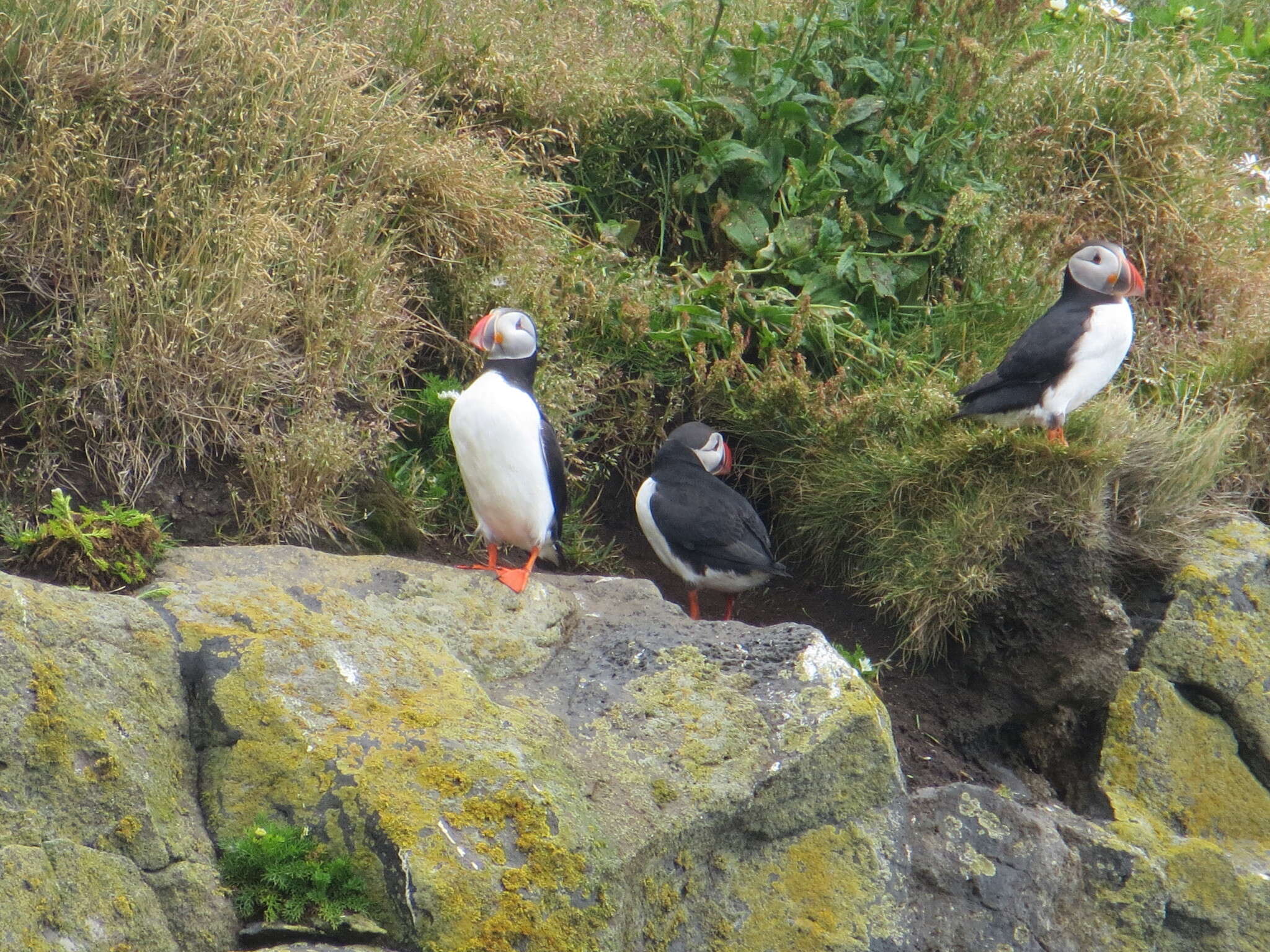 Image of Puffin