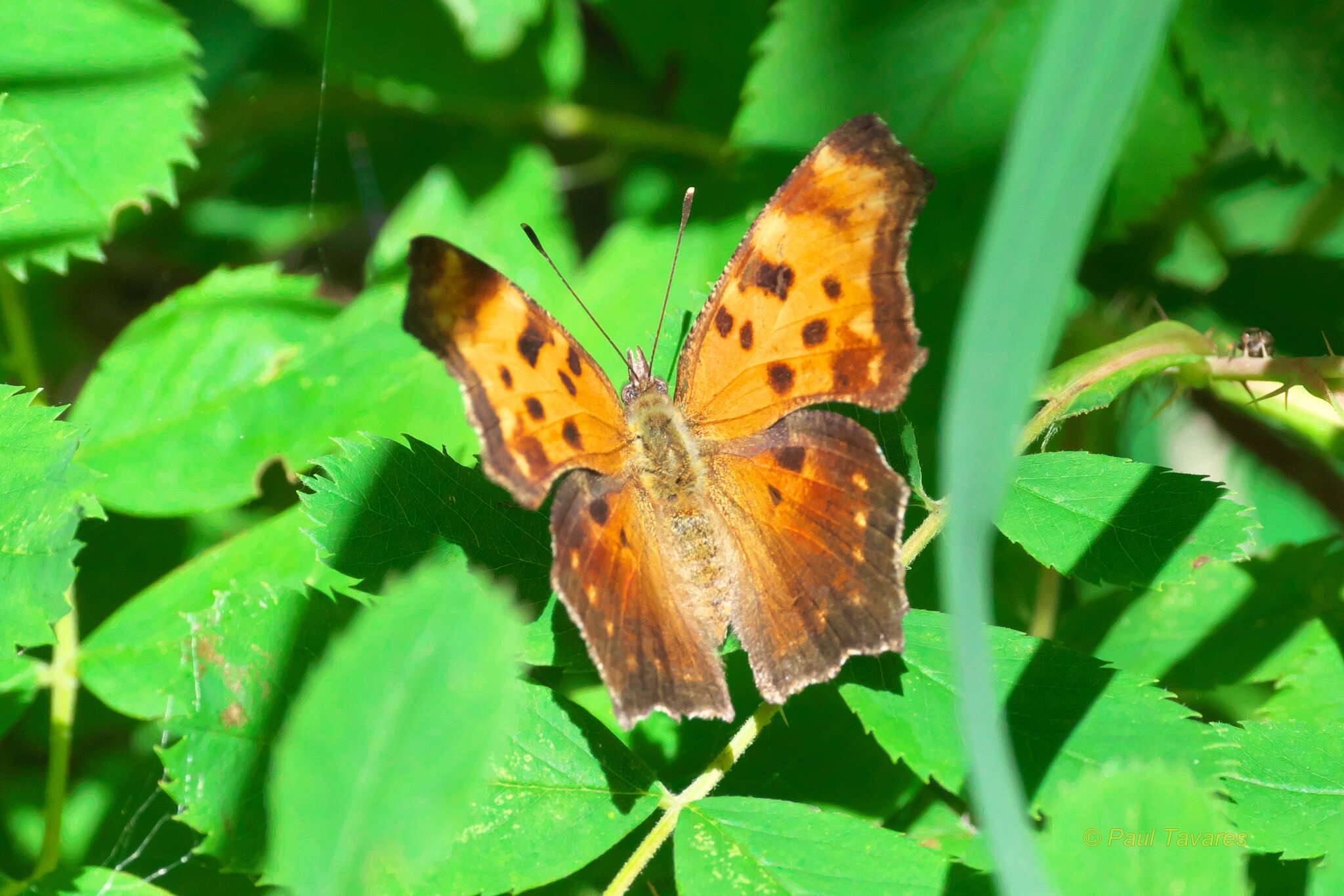 Image of Gray Comma