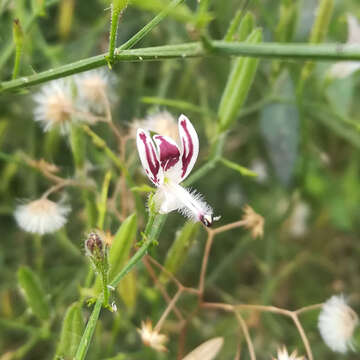 Image of false waterwillow