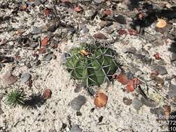 Image of Few-spined Turk's-cap Cactus