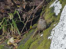 Poodytes punctatus caudatus (Buller 1894) resmi