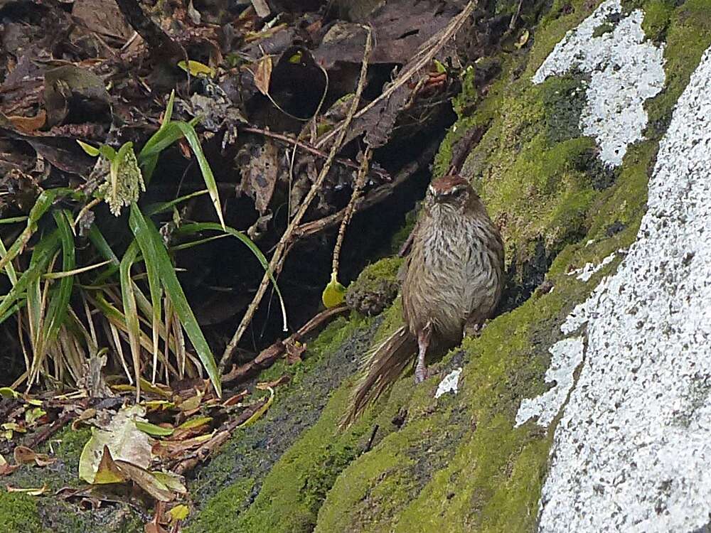 Poodytes punctatus caudatus (Buller 1894) resmi