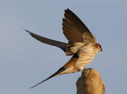 Image of Greater Striped Swallow