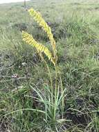 Image of Kniphofia parviflora Kunth