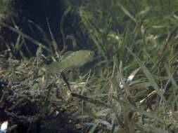 Image of Goldspotted killifish