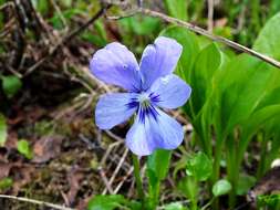 Image of Viola altaica Ker-Gawl.