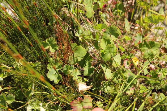 Image of Pelargonium patulum var. patulum