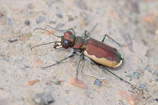 Image of Cicindela (Cicindela) lacteola Pallas 1776