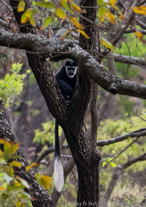 Image of Colobus guereza occidentalis (de Rochebrune 1887)