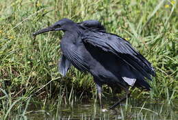 Image of Black Egret