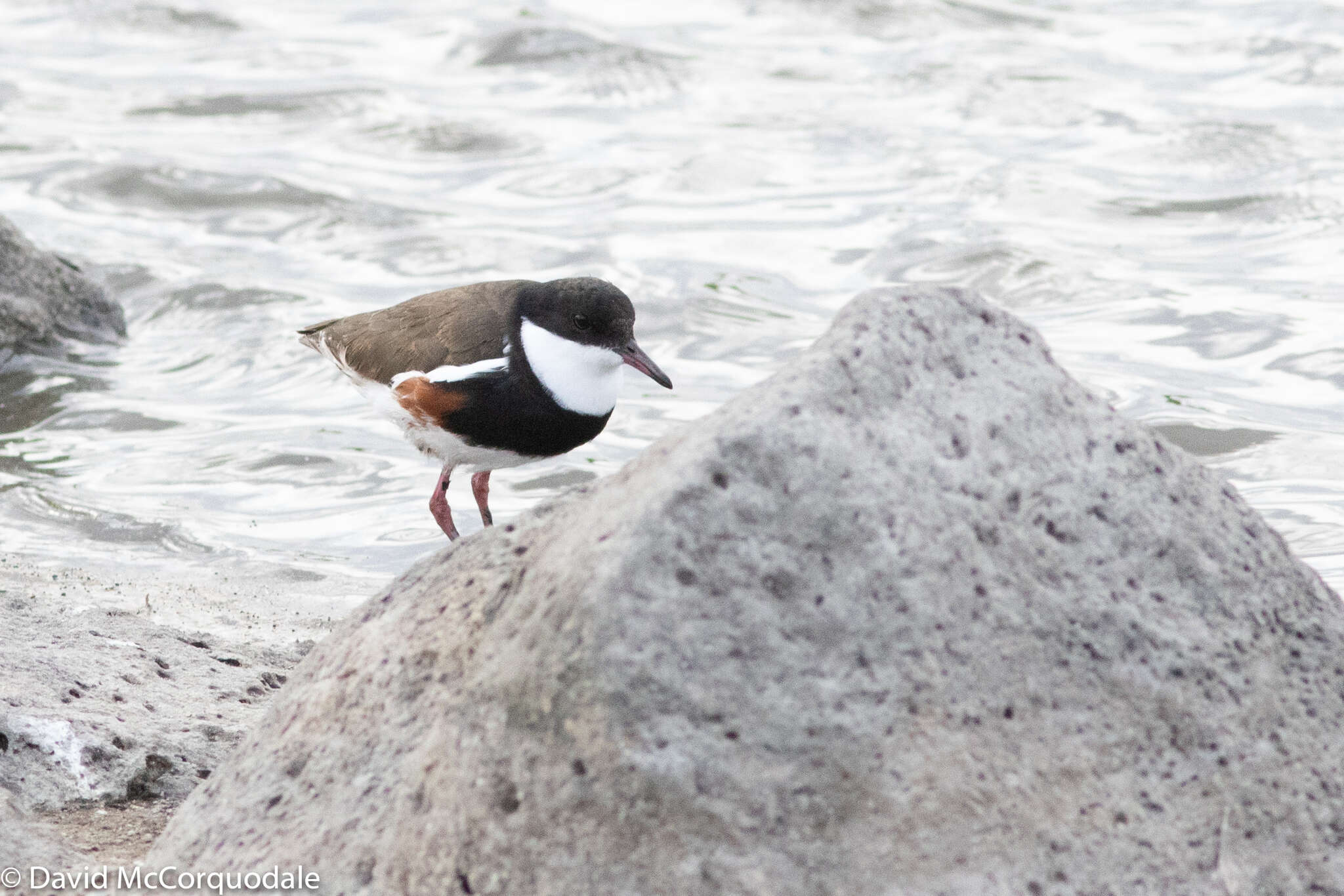 Erythrogonys Gould 1838 resmi