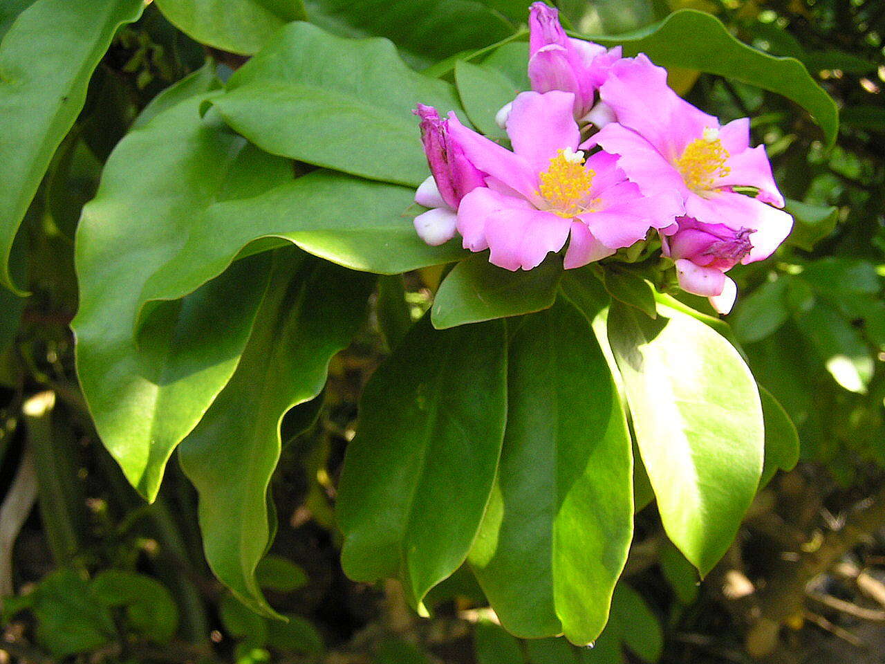 Image of Rose Cactus