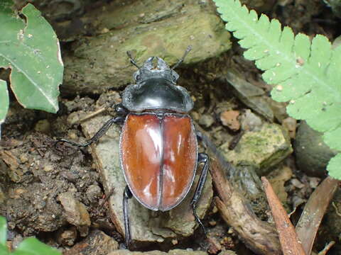 Image of Neolucanus swinhoei Bates 1866