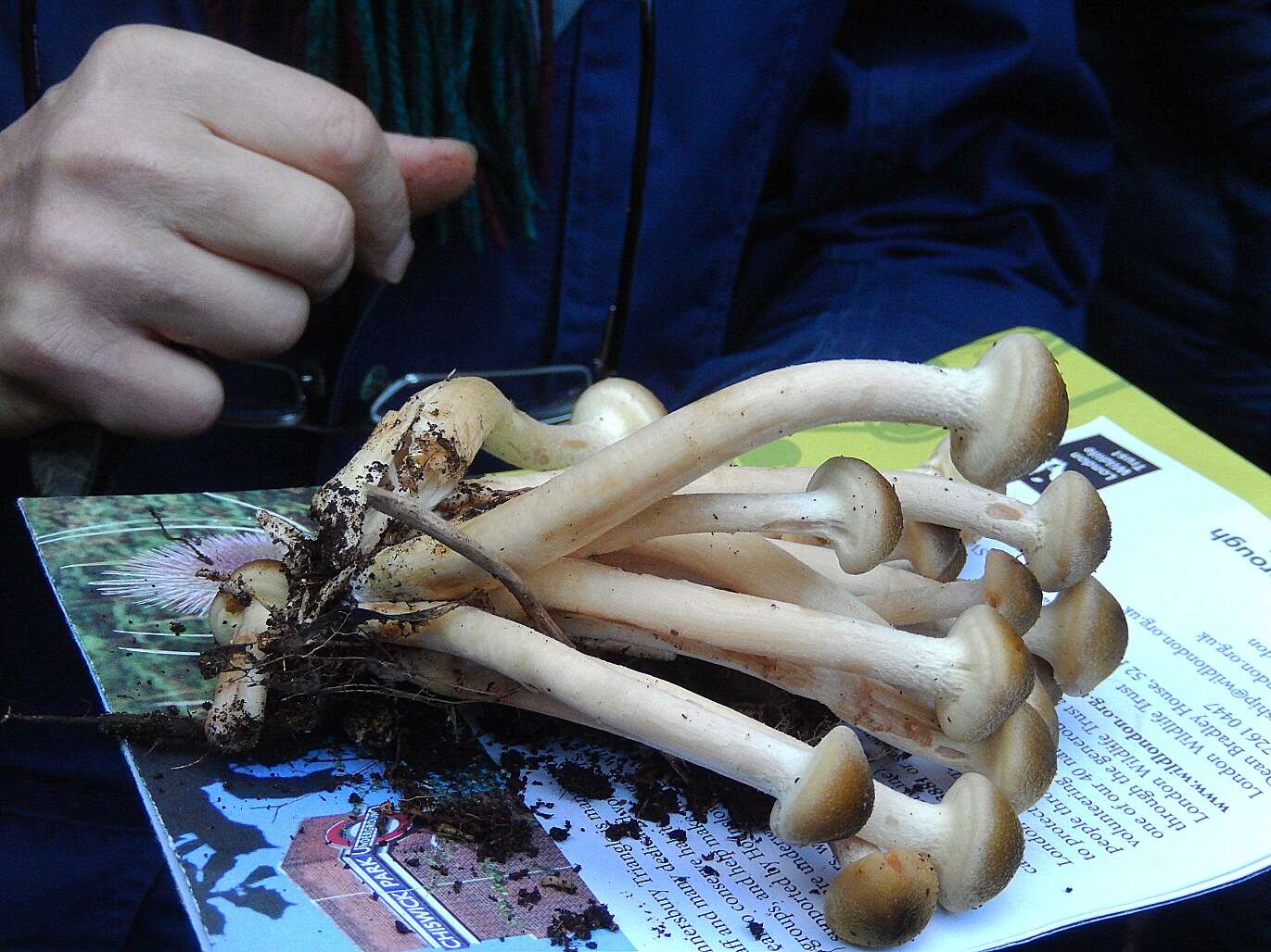 Image of Honey Fungus