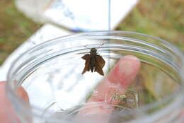 Image of Dun Sedge Skipper