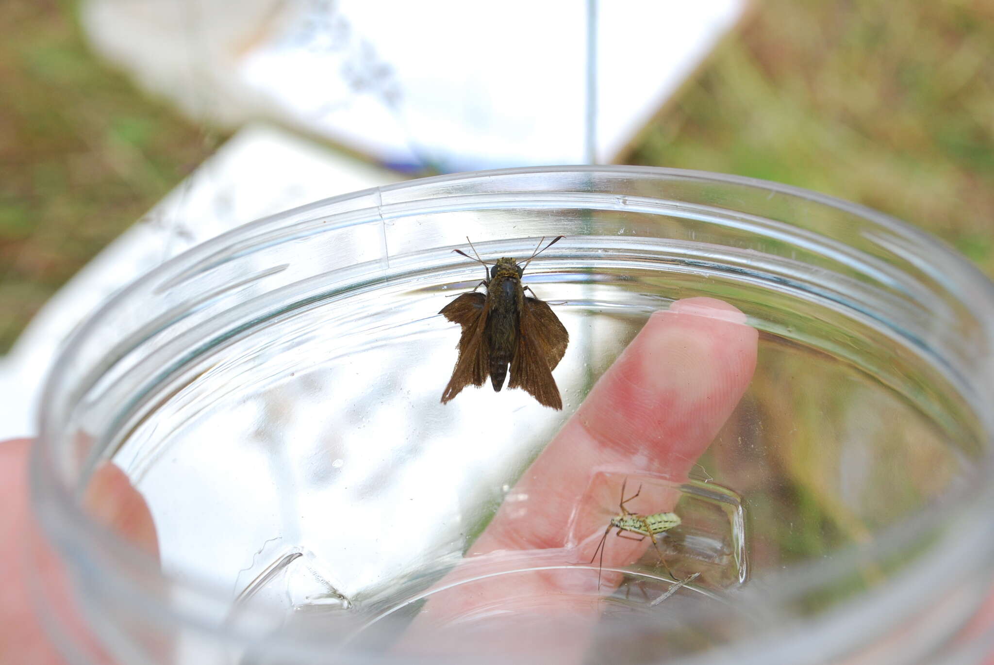 Image of Dun Sedge Skipper