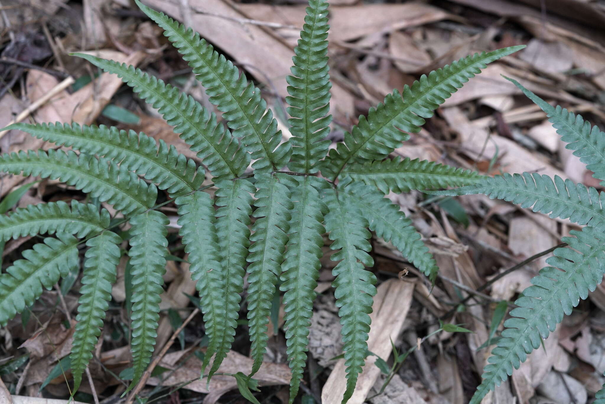 Plancia ëd Pteris biaurita L.