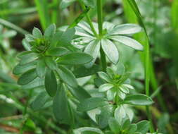 Image of White bedstraw