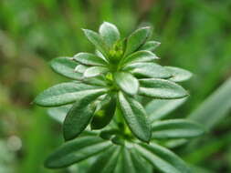 Image of White bedstraw