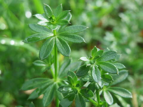 Image of White bedstraw