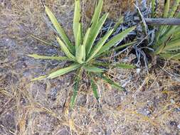 Image of Agave datylio F. A. C. Weber