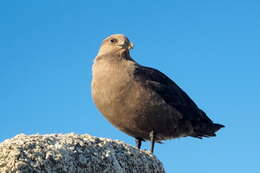 Image of South Polar Skua