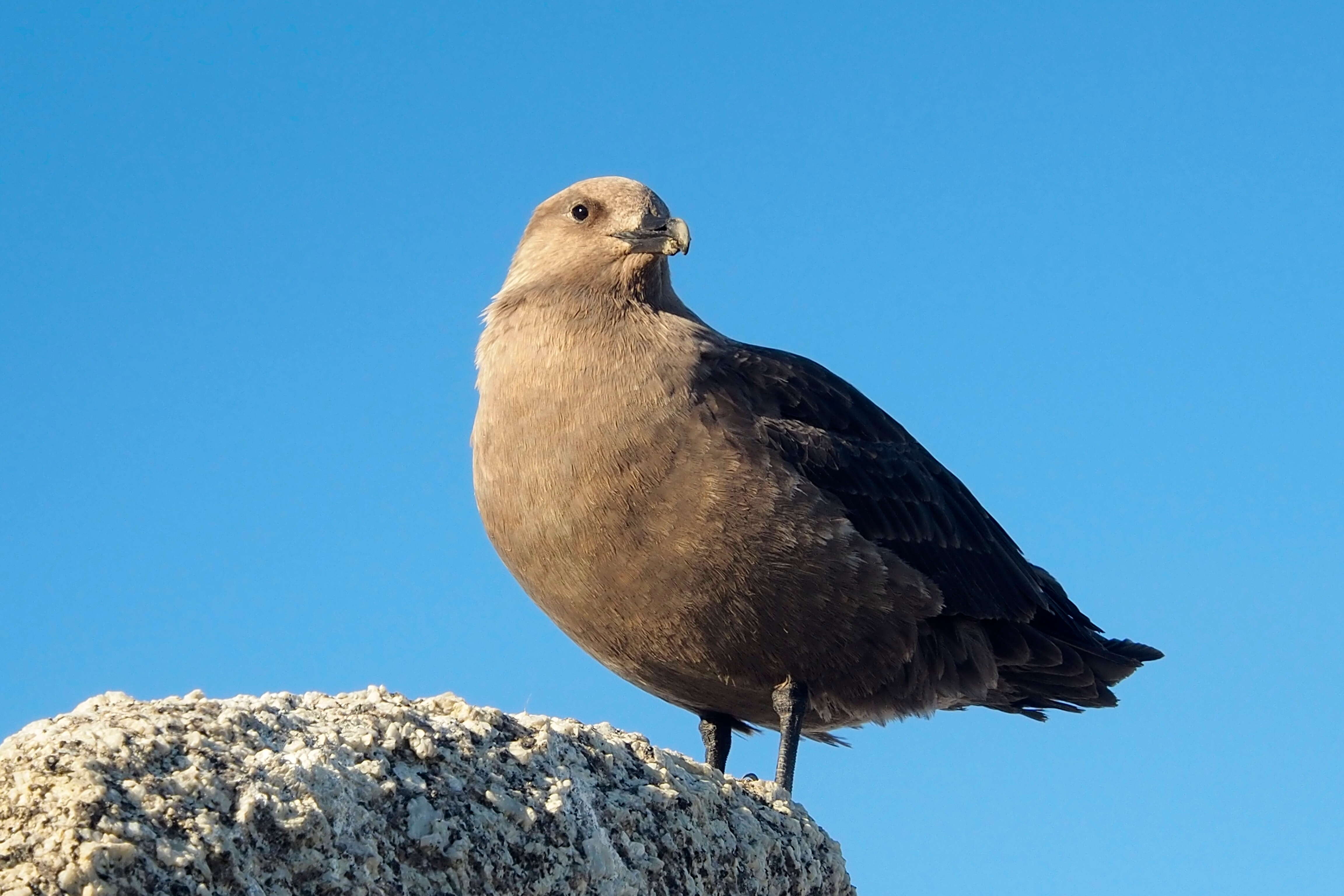 Image of South Polar Skua