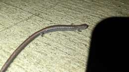 Image of Gregarious Slender Salamander