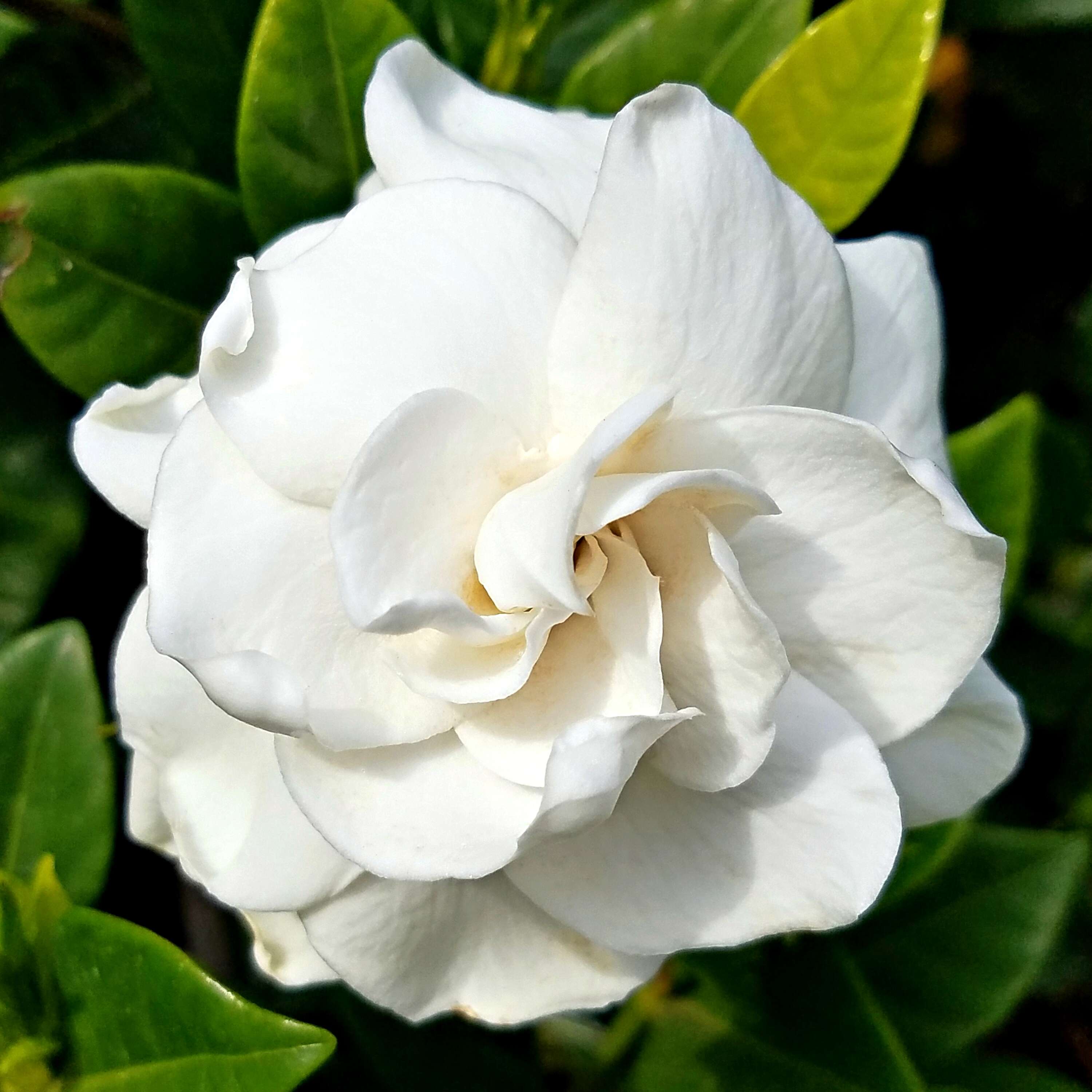 Image of Cape jasmine