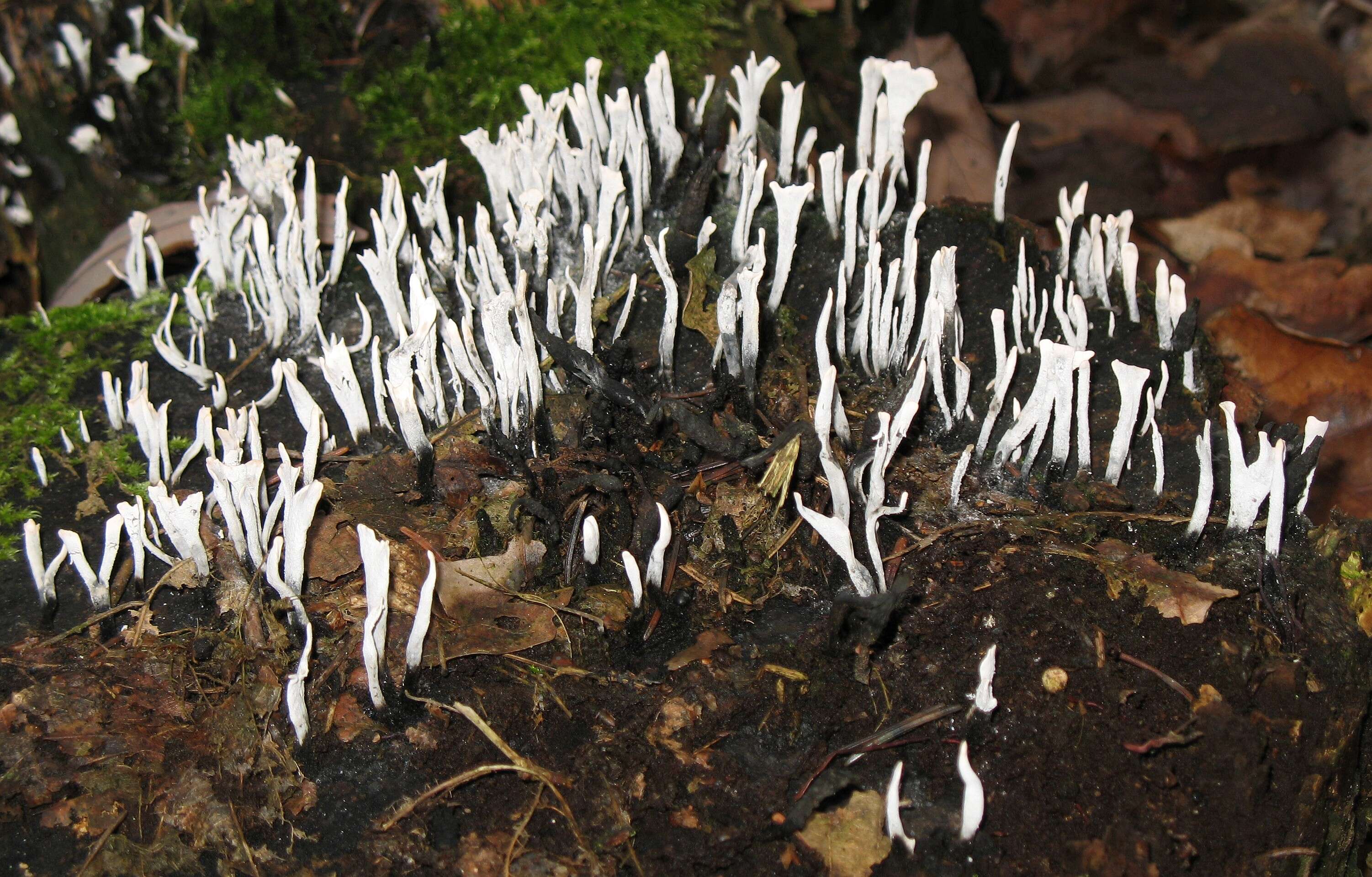 Image of Candle-snuff Fungus