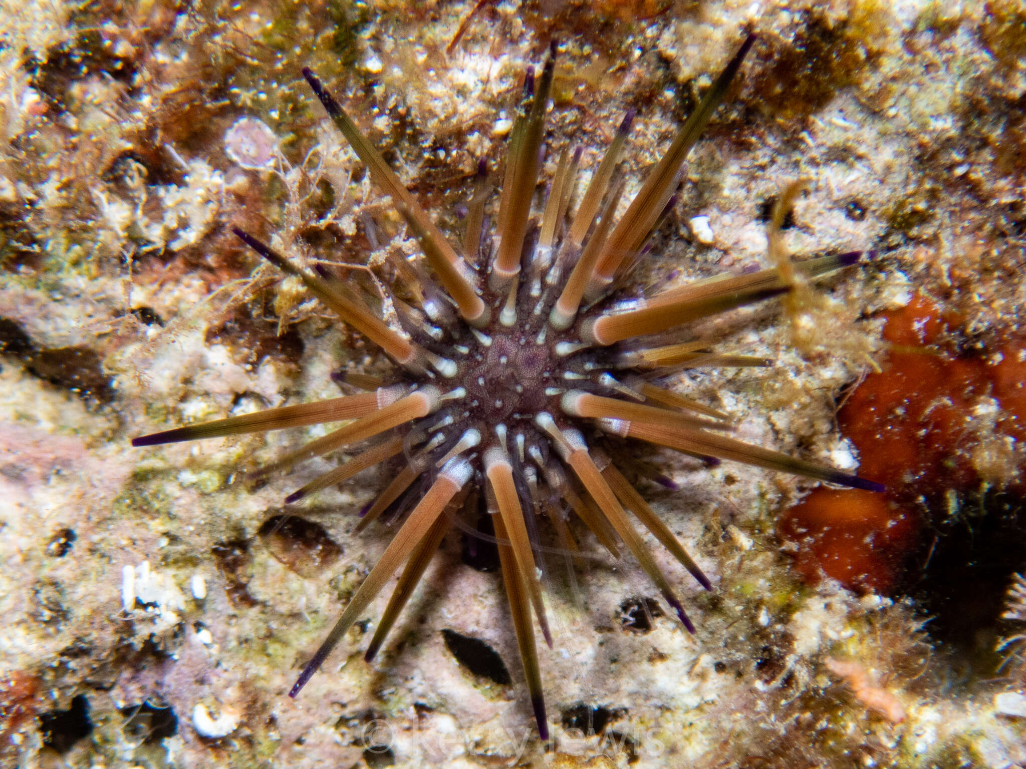 Image of reef urchin