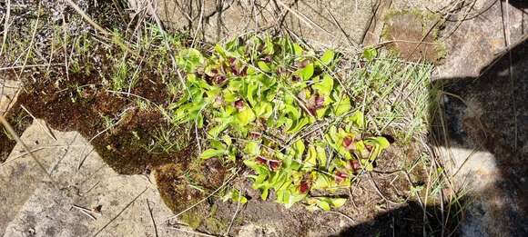 صورة Satyrium pumilum Thunb.