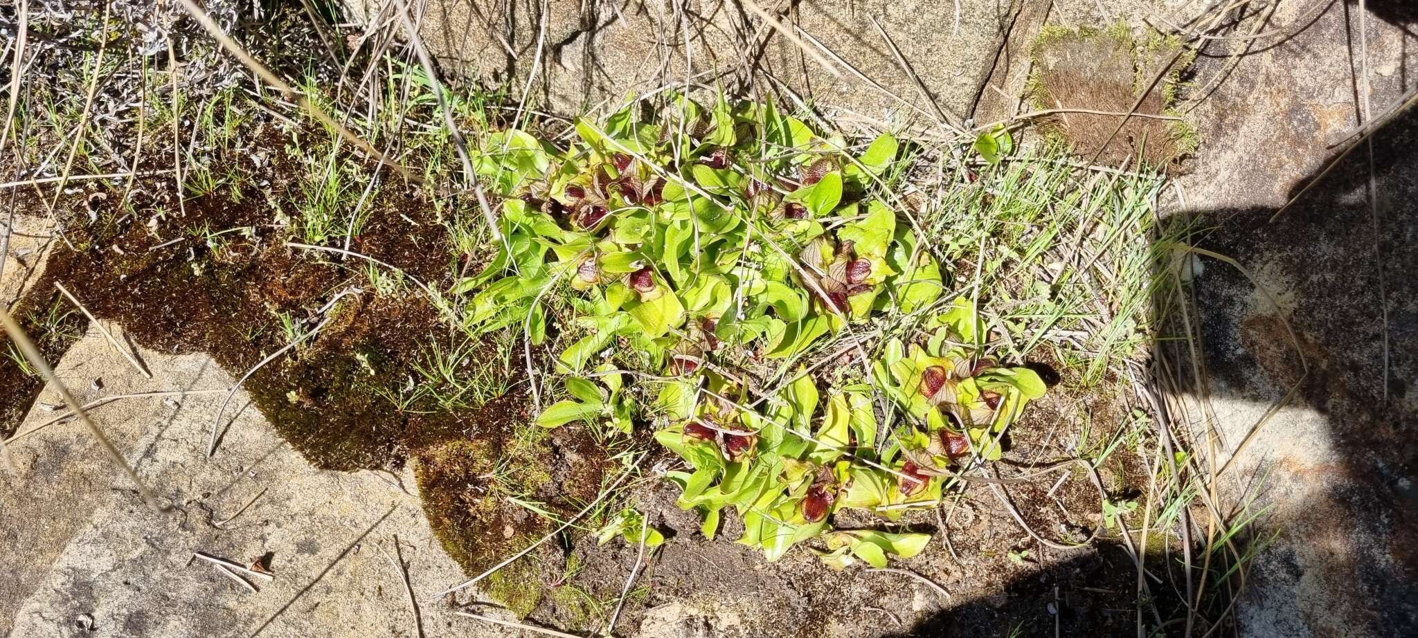 Image of Satyrium pumilum Thunb.