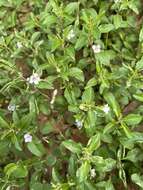 Image of Swamp Snakeherb