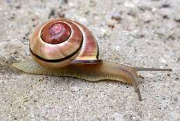 Image of Brown Lipped Snail