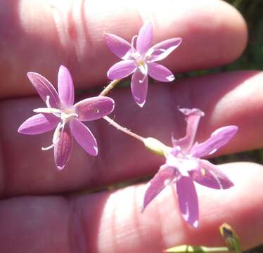 Image of Hesperantha pilosa (L. fil.) Ker Gawl.