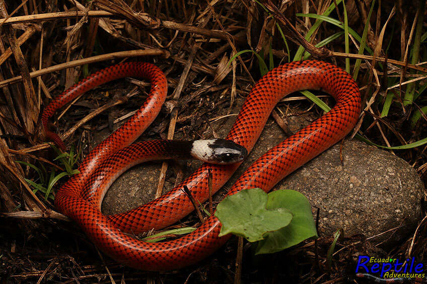 Image of Drepanoides Dunn 1928