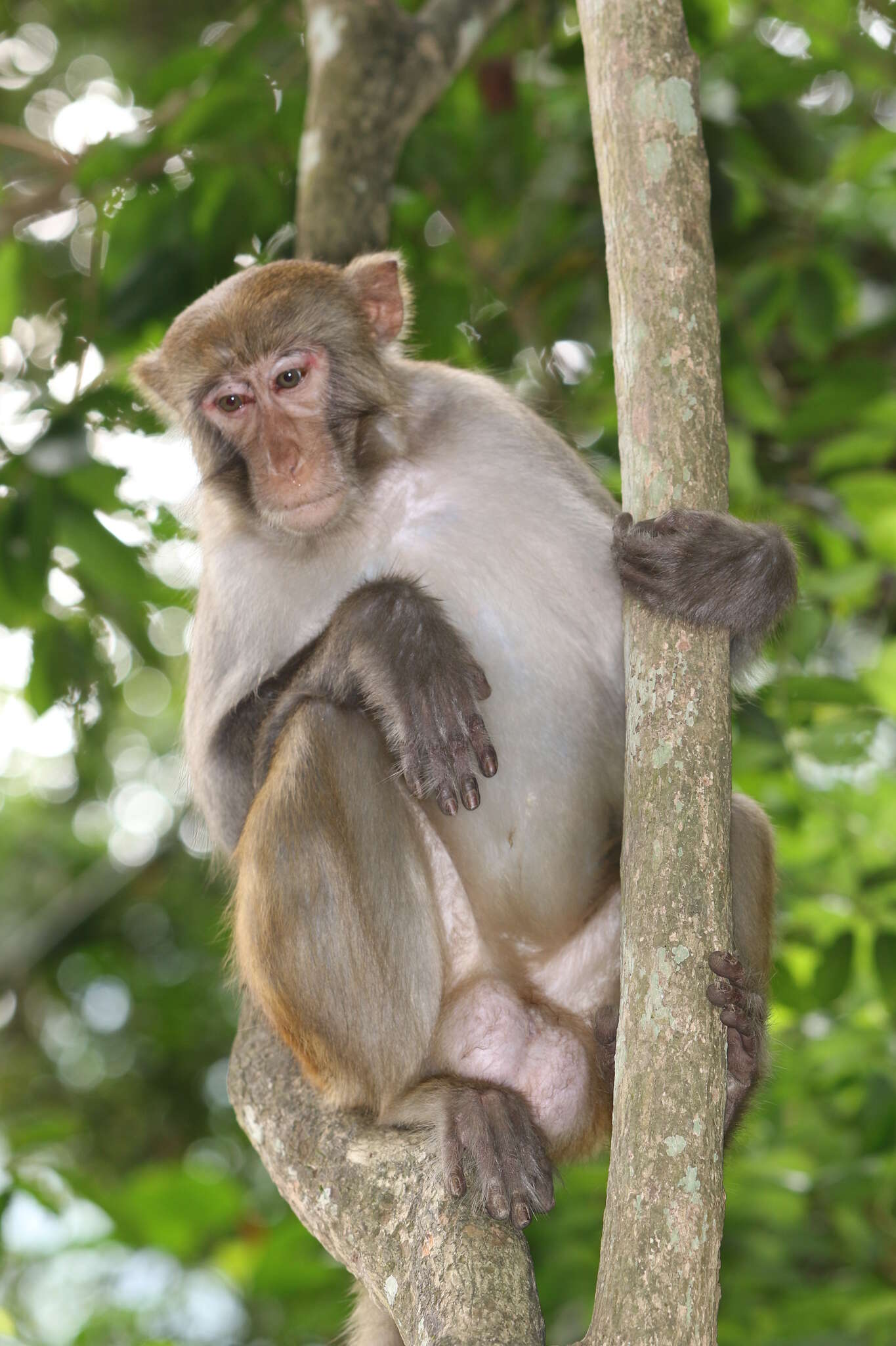 Image of Rhesus Monkey