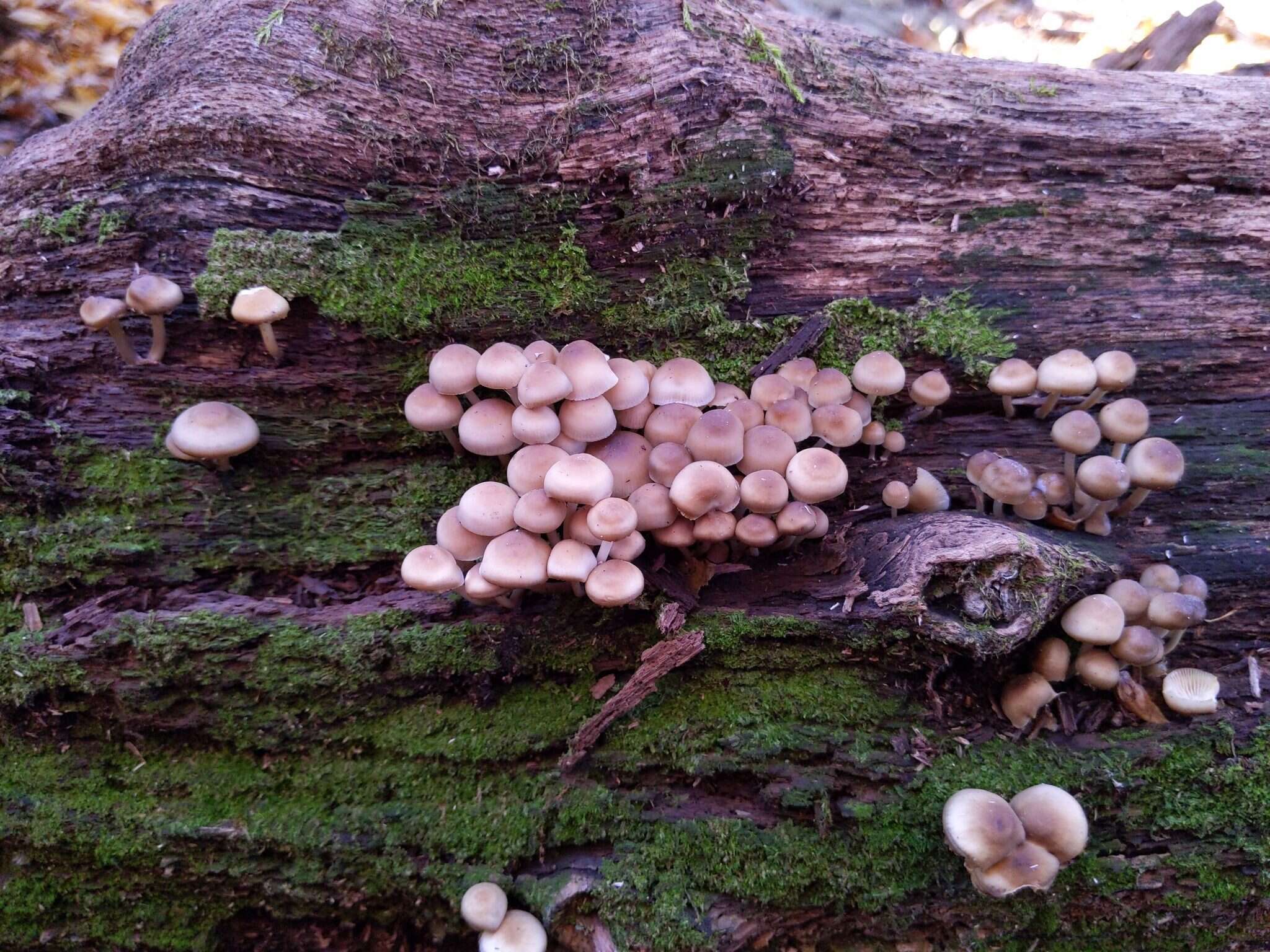 Image of Mycena semivestipes (Peck) A. H. Sm. 1947