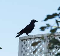 Imagem de Corvus jamaicensis Gmelin & JF 1788