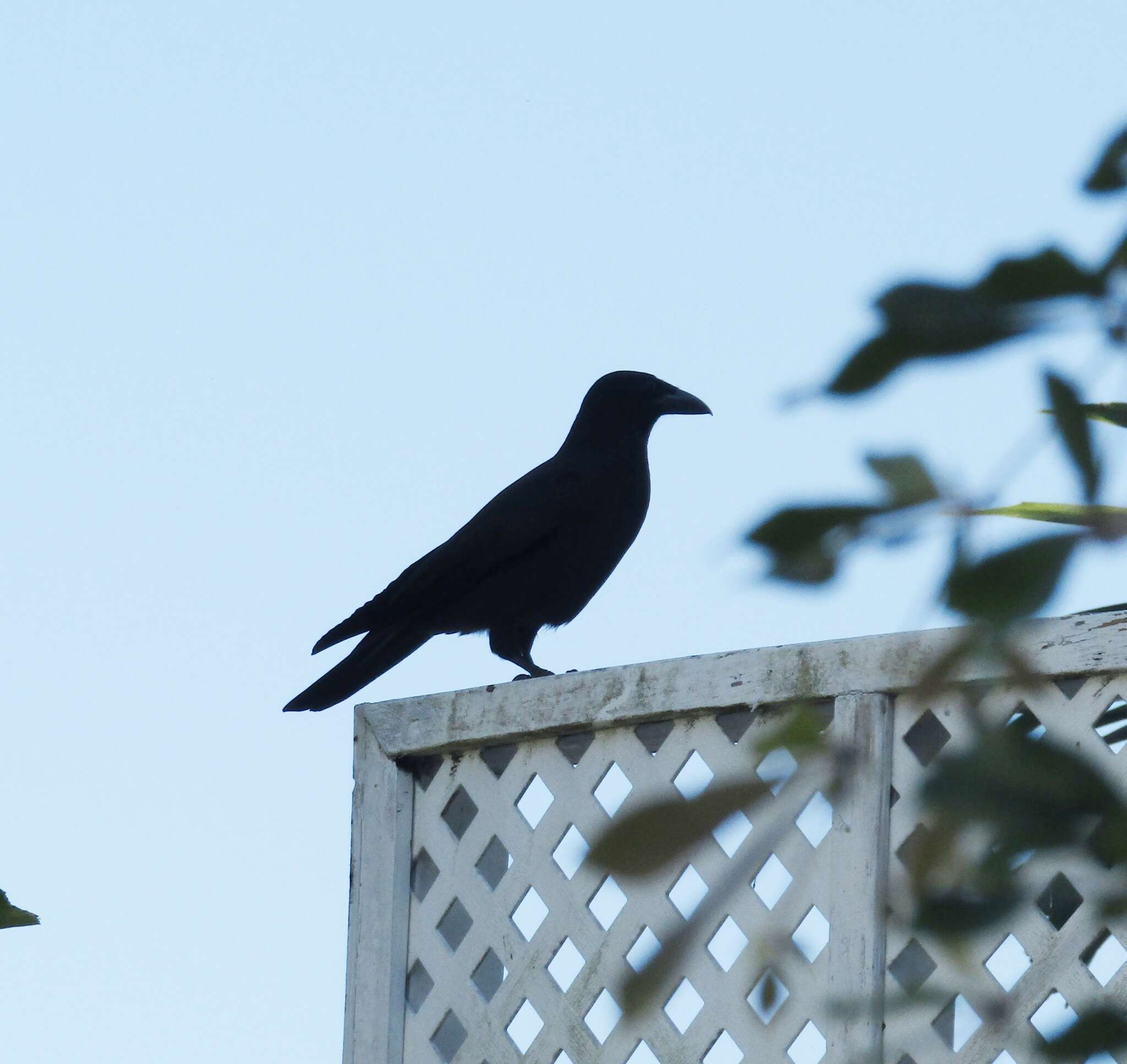 Imagem de Corvus jamaicensis Gmelin & JF 1788