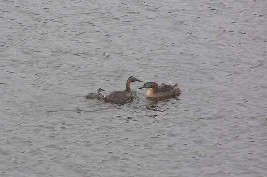 Image of Great Grebe