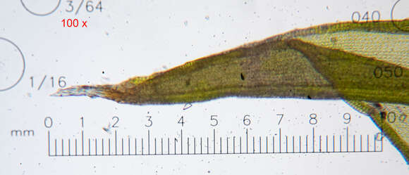 Image of schistidium moss