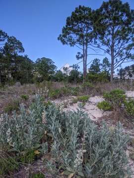 Image of Gulf Coast lupine