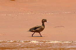 Image of Bernier's Teal